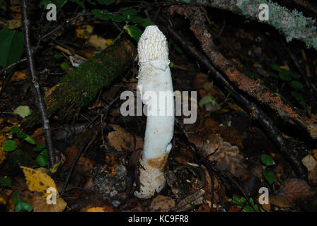 Die therapeutische Pilze haben selka' (phallus) mit einem weißen Hut, wachsen im Wald Stockfoto