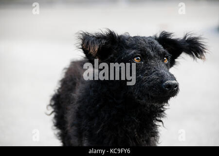 Portrait von Black Dog von der Kamera entfernt Suchen auf weißem Hintergrund Stockfoto