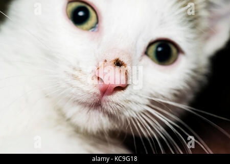 Vorderansicht Porträt der schöne junge weiße Katze in die Kamera schaut Stockfoto