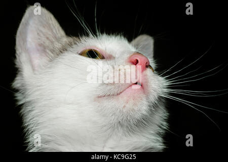 Low Angle View Portrait von schönen jungen weißen Kätzchen von der Kamera entfernt suchen Stockfoto