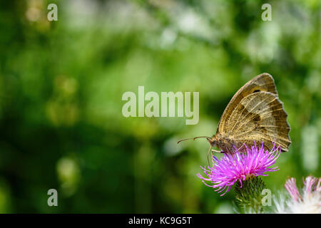 Nahaufnahme der schwierigen männlichen Wiese braun Butterfly oder Pyrausta aurata mit thront underwing auf Rosa thistle Stockfoto