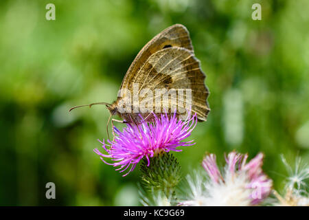 Seite Winkel Nahaufnahmen der komplizierten männlichen Wiese braun Butterfly oder Pyrausta aurata mit thront underwing auf Rosa thistle Stockfoto