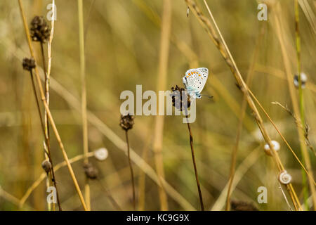 Nahaufnahme der komplizierten Zephyr blue butterfly oder plebejus pylaon thront auf getrockneten Pflanze von Weizen Gras und Schnecken umgeben Stockfoto