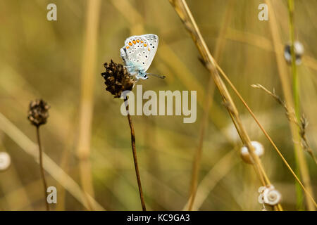 Extreme close-up von komplizierten Zephyr blue butterfly oder plebejus pylaon thront auf getrockneten Pflanze von Weizen Gras und Schnecken umgeben Stockfoto