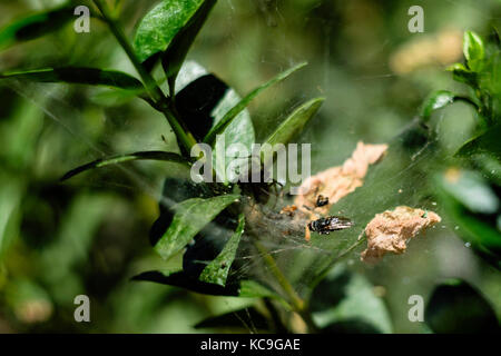 In der Nähe der Fliege im Netz der Spinne, die versteckt im Schatten ist gefangen Stockfoto