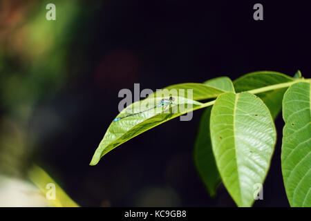 Detaillierte Nahaufnahmen der Blauen damselfly oder ischnura senegalensis mit roten Augen auf Walnut Tree leaf gehockt Stockfoto