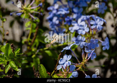 In der Nähe von Hummingbird hawk Moth oder macroglossum stellatarum sammeln Pollen von der blauen Blume Stockfoto