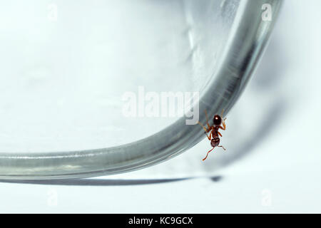 In der Nähe von Brown Ameisen klettern auf Glas Stockfoto