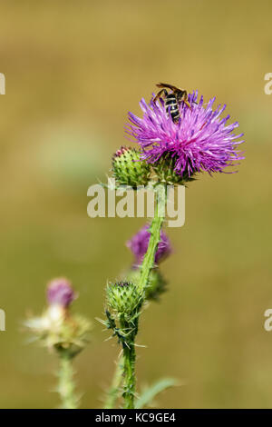 In der Nähe von Europäischen Honigbiene oder Apis mellifera sammeln Pollen von lila Distel im Sommer Stockfoto