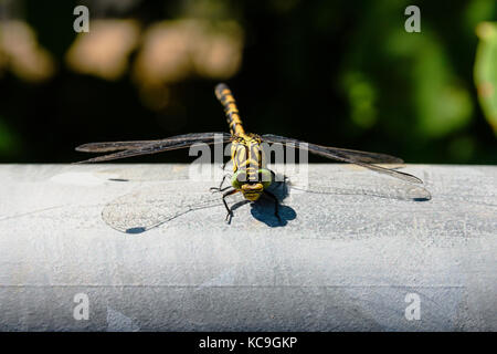 Der frontalen Close-up Gelb kleine pincertail Dragonfly oder onychogomphus forcipatus mit großen grünen Augen hocken auf Metall Rohr und Kamera Stockfoto