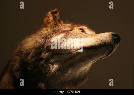Kopf eines ausgestopften Wolf taxidermy vor einem schwarzen Hintergrund Stockfoto