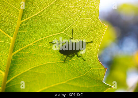 Schatten Silhouette von einem Schlag fliegen Sitzen auf einem grünen Blatt im Gegenlicht Stockfoto