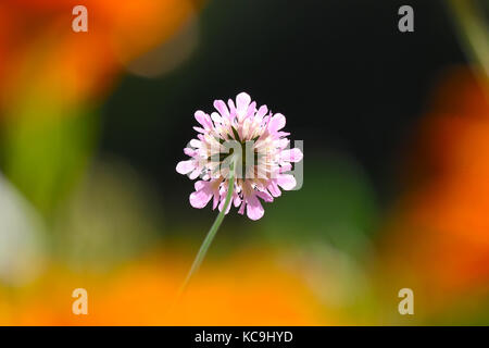 Rosa Kissen Blume in der Sonne durch Unscharfe orangefarbene Blüten umgeben Stockfoto