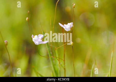 Bladderwort (Utricularia minutissima): Eine sehr kleine fleischfressende Pflanze/insectivorous Pflanze aus Südostasien Stockfoto