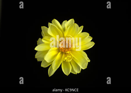 Ein schönes Porträt einer einzigen gelben Dahlie Blume vor einem schwarzen Hintergrund. Makro. Symbol für Eleganz, die Würde und die Treue. Stockfoto