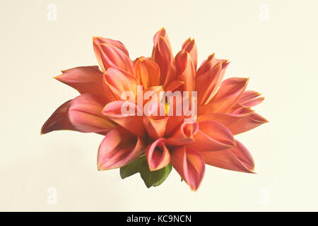 Rote Dahlie Blume auf einem hellen Hintergrund isoliert. Makro. Symbol für Eleganz, die Würde und die Treue. Stockfoto