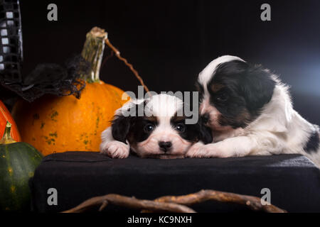 Zwei Welpen liegt in der Nähe der Halloween Kürbisse Stockfoto