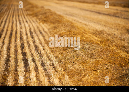 Ein frisch geernteten Weizen Feld in North Dakota Stockfoto