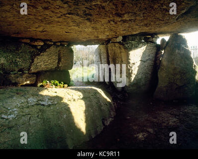 Innenraum der Lligwy neolithische Grabkammer mit seinen massiven Kalkstein Schlussstein. Modernen heidnischen Angebot von verschlungenen Blätter auf Platte in der Nähe der Eingang. Stockfoto