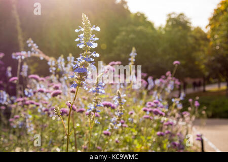 Eine gemischte flower bed von Verbena Bonariensis und salvias im Hyde Park, London, UK Stockfoto