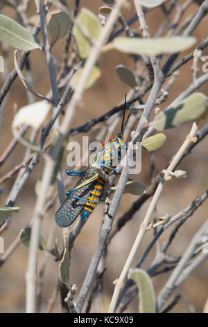 Rainbow Bush Locust pearched in Milkweed Bush, Isalo Nationalpark, Madagaskar, 2017 Stockfoto