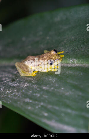 Gefleckte Madagaskar Reed Frosch auf pandanus Blätter in der Nacht, Madagaskar, 2017 Stockfoto