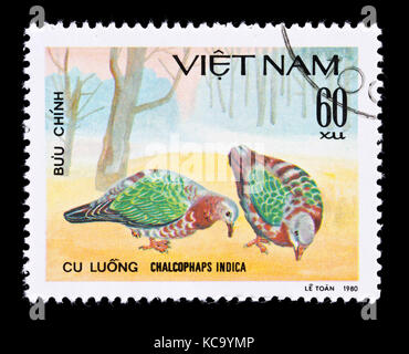 Briefmarke aus Vietnam, die einen gemeinsamen Emerald dove (Chalcophaps indica) Stockfoto