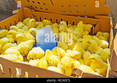 Gelbe und schwarze, süße, flauschige Hühner quietschen in der Schachtel im Marktstall, Antalya, Türkei. Stockfoto