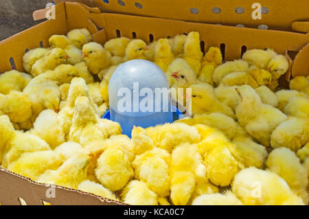 Die kleinen gelben Entkleidungen versuchen, in einer kleinen Kiste im Marktstall von Antalya, Türkei, zu schlafen. Stockfoto