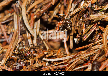 Rote Waldameise, eine aggressive Haltung, bereit zum Spritzen Ameisensäure zu einem Angreifer von seinem Nest Stockfoto