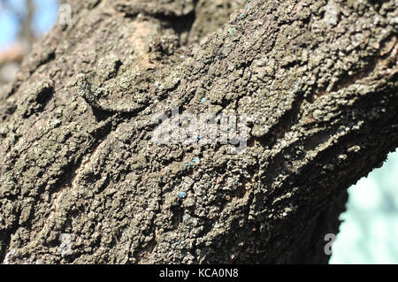 Alte Aprikose Baumrinde Textur oder Hintergrund. close-up-Bild. Stockfoto