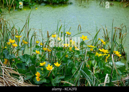 Sumpf - Ringelblume, Caltha palustris, in einem Sumpf Umwelt. Stockfoto