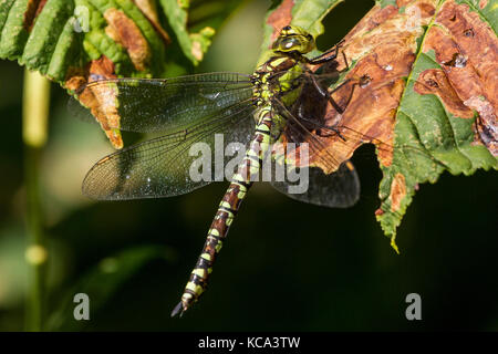 Weibliche Southern Hawker Libelle ruht auf einem Blatt, Buscot Oxfordshire, UK Stockfoto