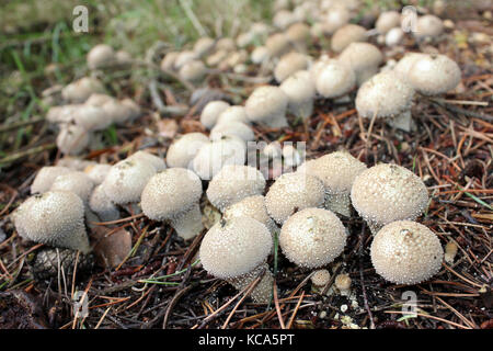 Gemeinsamen Puffball Lycoperdon perlatum Stockfoto