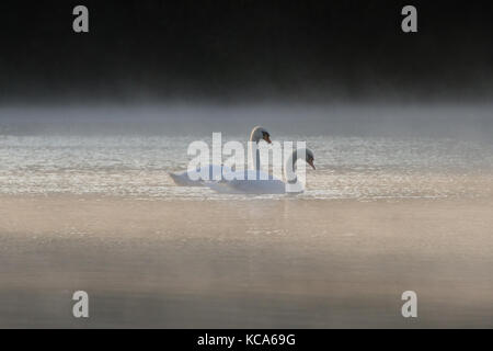 Ein paar Höckerschwäne (Cygnus olor) an einem nebligen See in der Morgendämmerung Stockfoto