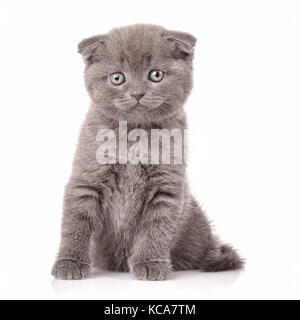 Lop-eared Kätzchen. Schottland Katze. Wenig verspielte Kätzchen auf Weiß. Stockfoto