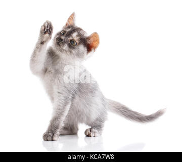 Ein wahrer Freund. Katze auf weißen isoliert ist. Stockfoto