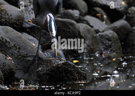 Ein blauer Reiher wartet gespannt auf seine Beute zu schlagen. Stockfoto