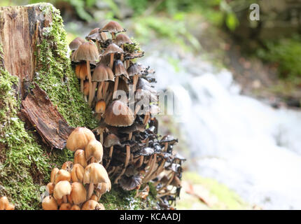 Pilze am Baum Stockfoto