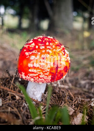 Nahaufnahme eines Amanita giftige Pilze in der Natur, Valsassina, Italien Stockfoto