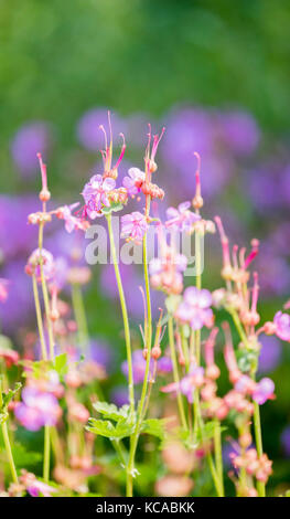 Rock's Kran bill (Geranium macrorrhizum), in einem Garten Stockfoto