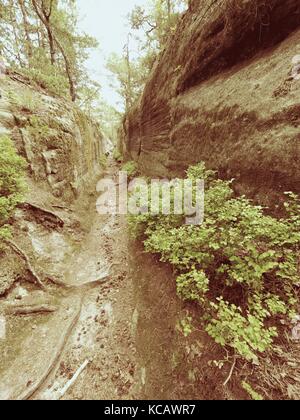 Tiefe Eingang weg in Sandstein blockieren. historischen Weg durch den Nadelwald Stockfoto