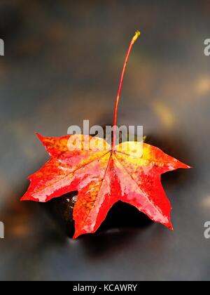 Herbst Natur. Detail der faulen Orange Red maple leaf. Blatt auf dunklem Stein in unscharfer Spiegel Wasser der mountain river lag. erste Blätter im Herbst. Stockfoto