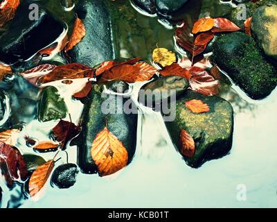 Herbstfarben. Detail der Faulen alten Blätter auf Basalt Schotter in gespiegelten Wasser der Bergbach. leuchtend bunte Blätter und dunklen rutschigen Steine auf Ri Stockfoto