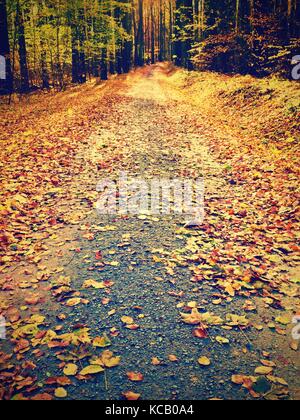 Waldweg im Herbst Herbst Landschaft. frische Farben der Blätter, gelb-grüne Blätter auf den Bäumen shinning in der Nachmittagssonne. Stockfoto