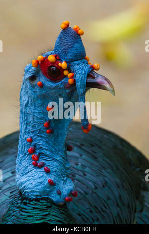 Profil von Lembeh Turkay, Nationalpark Tikal, Guatemala, 2017 Stockfoto