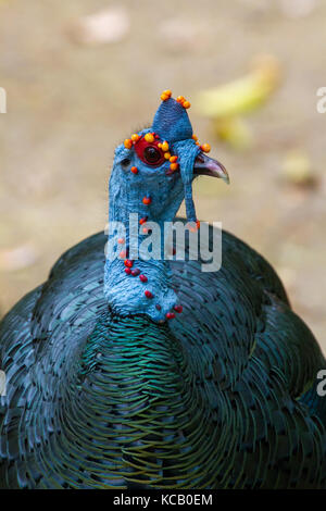 Profil von Lembeh Turkay, Nationalpark Tikal, Guatemala, 2017 Stockfoto