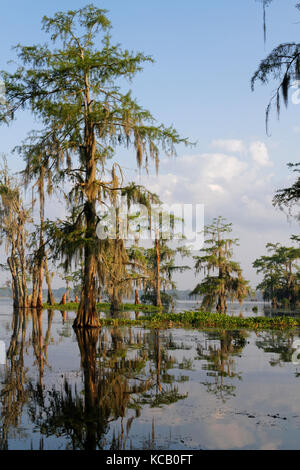 Morgenlicht in den Bayous von Louisiana Stockfoto