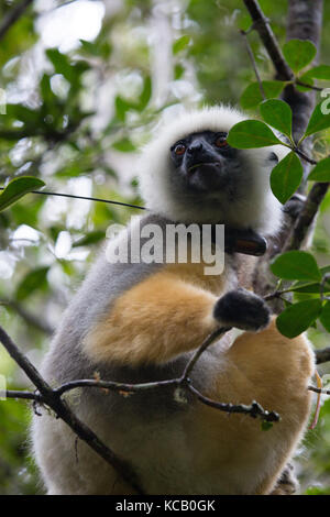 Diademed Sifaka mit Radio Kragen in Baumkronen ruhen, Andasibe-Mantadia Nationalpark, Madagaskar, 2017 Stockfoto