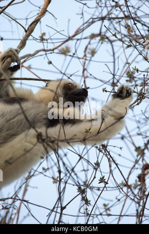 Verreaux's Sifaka Lemur auf der Suche nach Nahrung in den Bäumen, Kirindy Forest Reserve, Madagaskar, 2017 Stockfoto